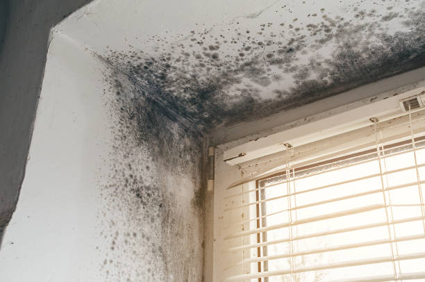 Affordable Mold Cleanup solutions in Selma, NC